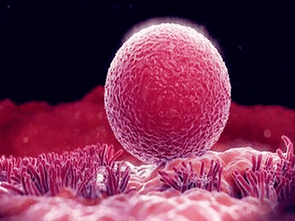 3天的9細胞是否屬于優質胚胎還要看卵裂球大小、形態等是否均勻規則(圖3)