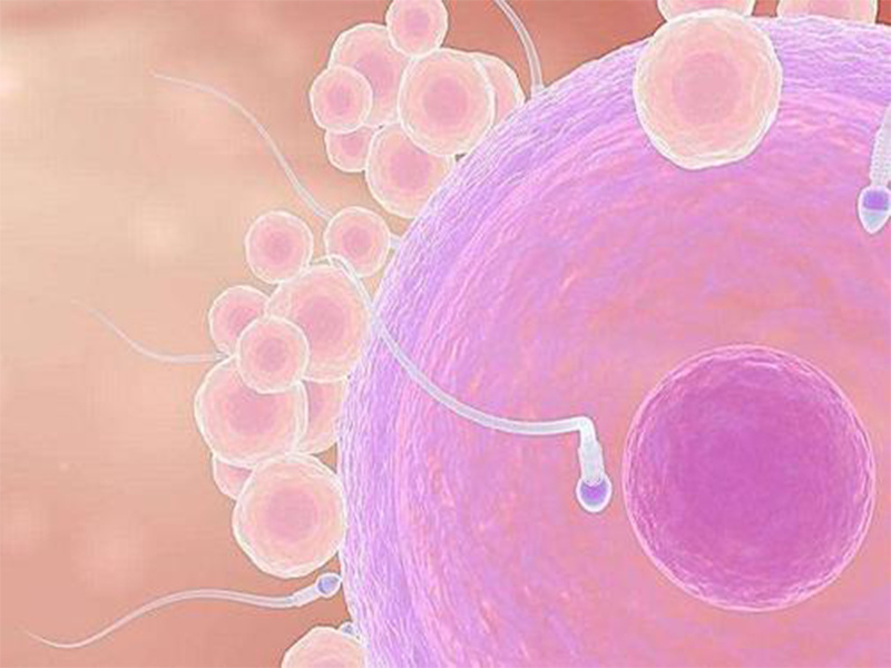 無論是自然周期還是人工周期，都不會影響試管嬰兒成功率(圖1)