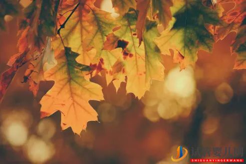 試管嬰兒與多胎(圖1)