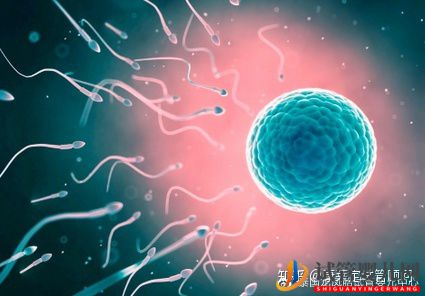 做試管嬰兒最詳細的講解,全部只要七步就能完成!(圖6)