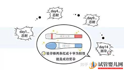 一個試管嬰兒周期多長時間,具體流程怎么樣(圖12)