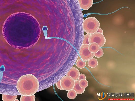 第三代試管嬰兒全部詳細流程!你想知道的都在這(圖1)