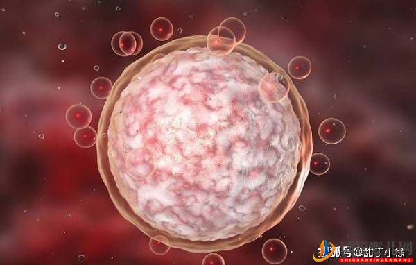 試管嬰兒中卵子和胚胎的關系(圖1)