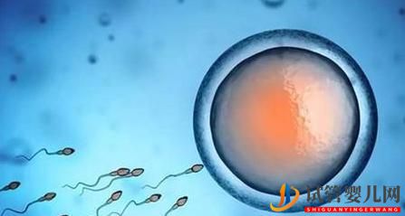 試管嬰兒步驟詳解(圖1)