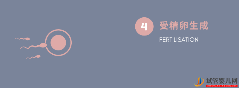 試管嬰兒步驟詳解(圖5)