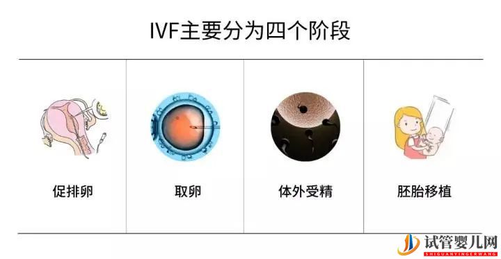 一文讀懂試管嬰兒全過程(圖4)