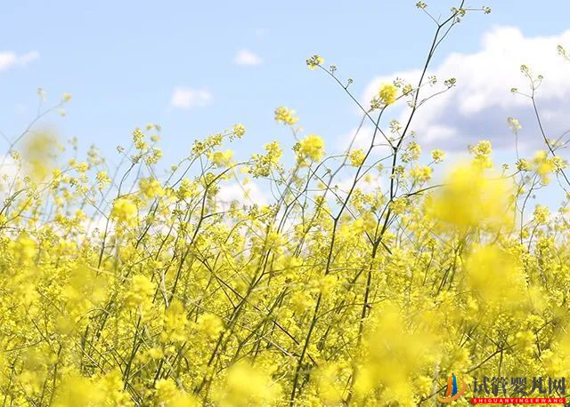 做試管嬰兒需不需要辭職？(圖1)