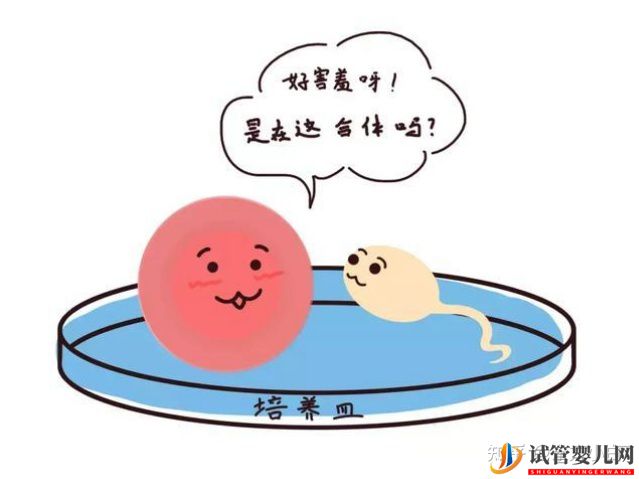 成都三代試管多少錢_公立醫(yī)院和服務(wù)機構(gòu)有什么區(qū)別(圖2)