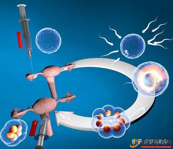 美國試管專家教你自測試管嬰兒成功率的方法(圖14)