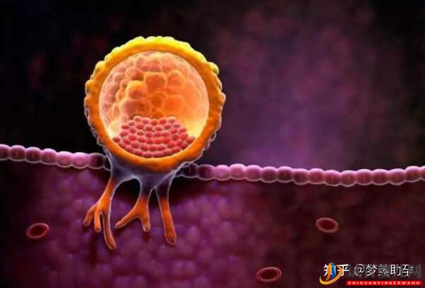 美國試管專家教你自測試管嬰兒成功率的方法(圖17)