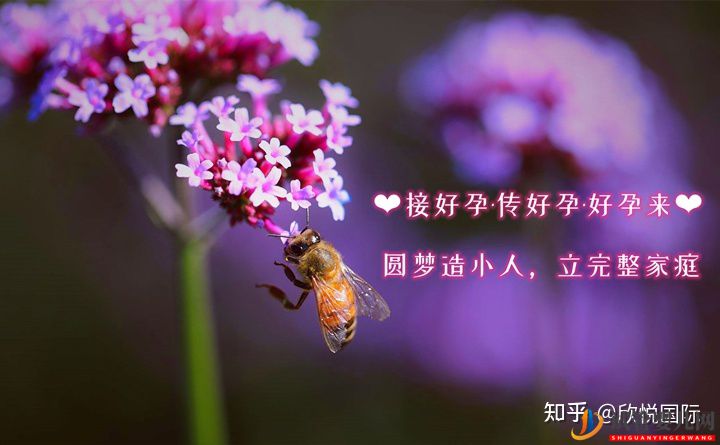 美國(guó)試管嬰兒成功率流程_海外試管嬰兒費(fèi)用流程咨詢(圖1) 美國(guó)試管嬰兒成功率流程_海外試管嬰兒費(fèi)用流程咨詢(圖1)