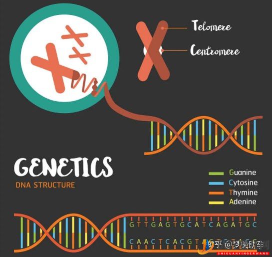 赴美試管嬰兒多少錢,性價比如何(圖4)
