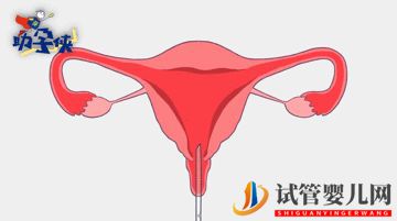 當(dāng)家視頻_試管嬰兒的步驟、預(yù)算和時(shí)間管理(圖7)