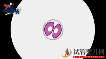 當(dāng)家視頻_試管嬰兒的步驟、預(yù)算和時(shí)間管理(圖6)