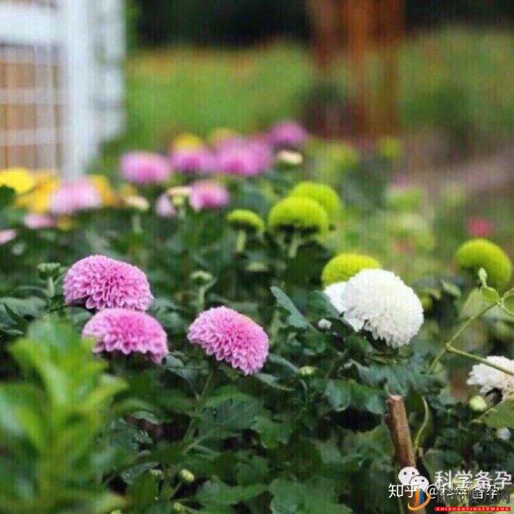 想生男孩孕前如何準備(圖4)