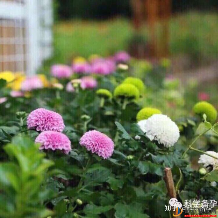 想生男孩孕前如何準備(圖3)