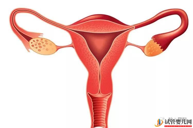 習慣性流產可以做供卵試管避免嗎？流產后多久可以做試管嬰兒？(圖1)