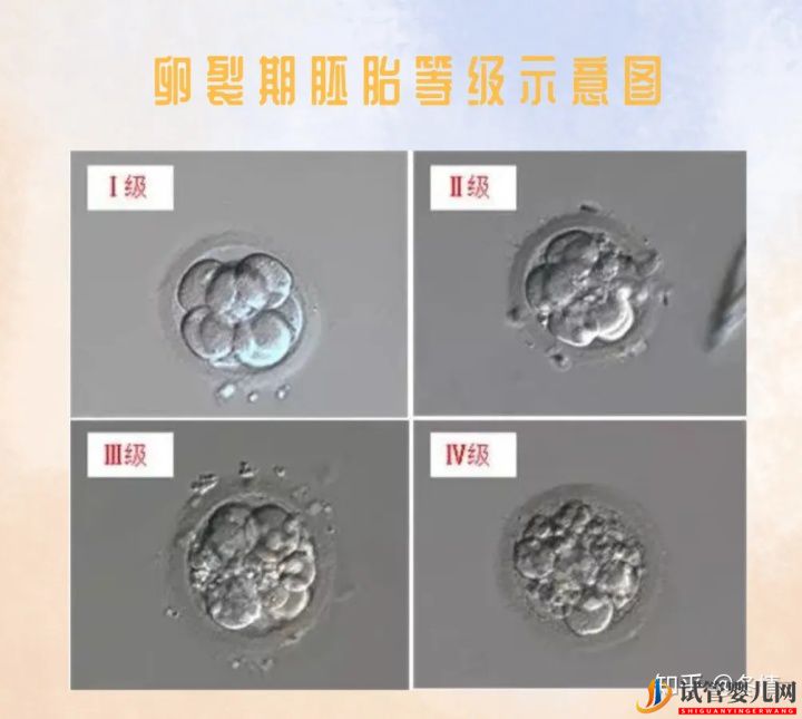 你的胚胎“算老幾”_解密鮮胚囊胚等級(圖1)