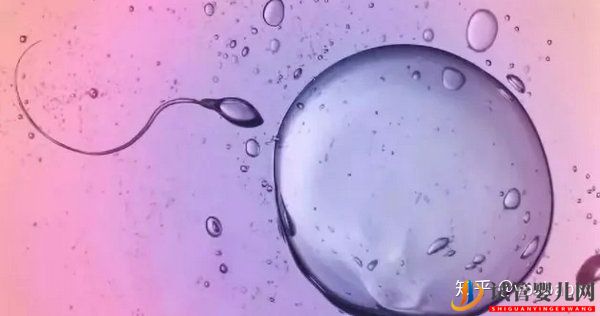 做試管嬰兒的具體步驟是怎樣的_一文給你講解試管(圖3)