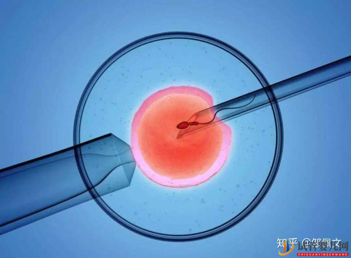 國內(nèi)第三代試管嬰兒移植前后,這些激素值很重要!(圖4) 國內(nèi)第三代試管嬰兒移植前后,這些激素值很重要!(圖2)