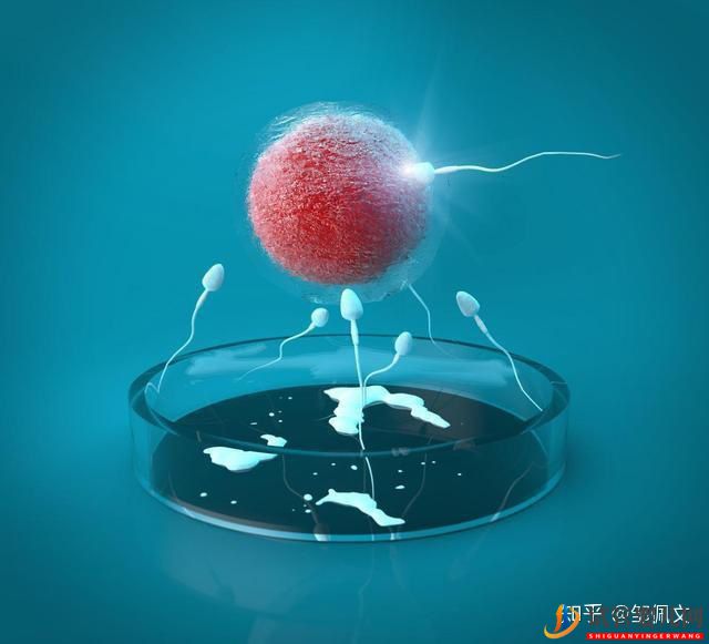 國內(nèi)第三代試管嬰兒移植前后,這些激素值很重要!(圖2) 國內(nèi)第三代試管嬰兒移植前后,這些激素值很重要!(圖1)