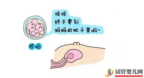 試管前必做功課之胚胎移植篇(圖1)