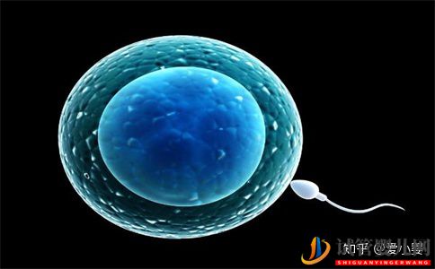 銅仁三代試管一個(gè)周期是什么意思(圖2)