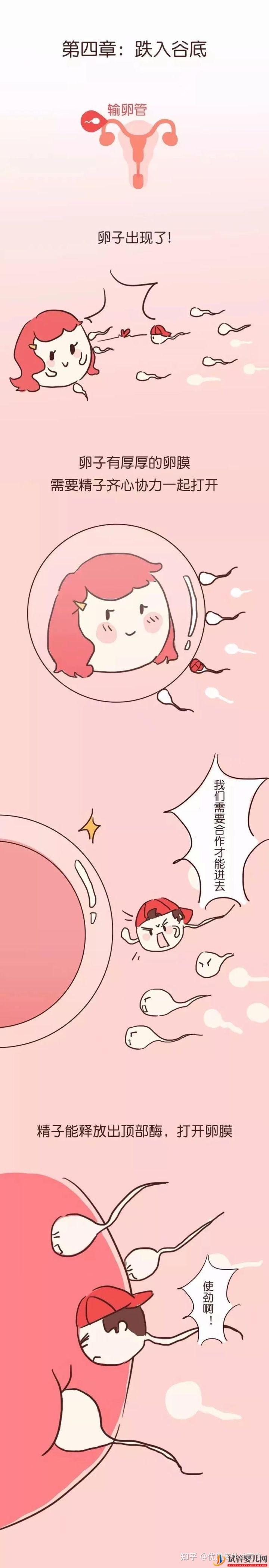 三代試管嬰兒選性別(圖5)