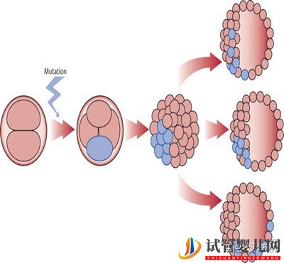 三代試管嬰兒那些事兒(圖4)