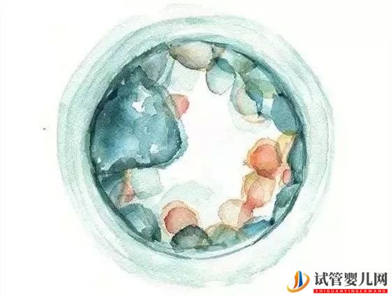 泰國試管嬰兒供卵的流程是怎么樣的(圖1)