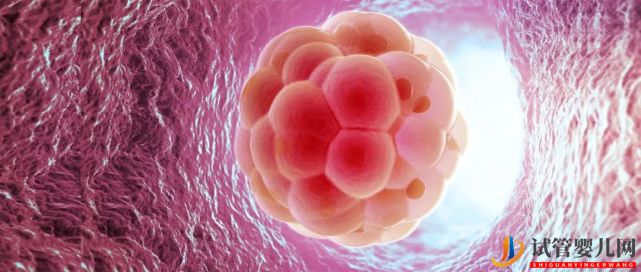 Y精子微缺失如何通過三代試管嬰兒避免遺傳給下一代？(圖1)