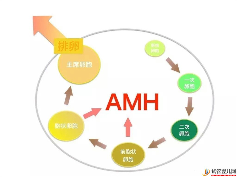 AMH是如何影響女性卵子儲備的，對做試管有影響嗎？(圖1)