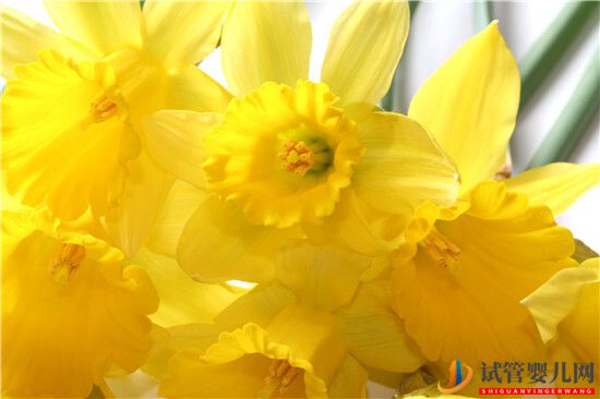 試管嬰兒成功懷孕后為什么要控制體重？(圖1)