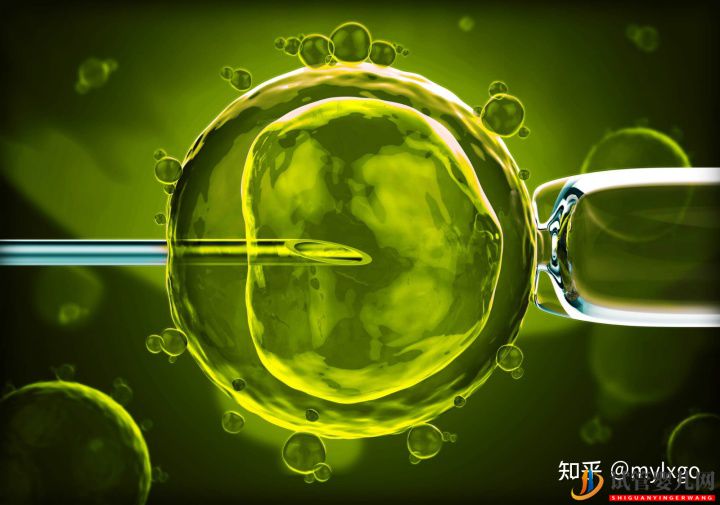 第三代試管嬰兒取卵后多久移植(圖1)