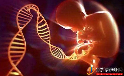 第三代試管最少要幾個囊胚才算穩(wěn)妥(圖3)