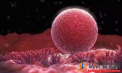 供卵試管的費用清單(圖1)