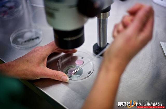 做試管嬰兒取那么多卵子，會導致卵巢早衰嗎？(圖1)