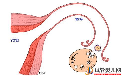 40多了,懷孕的幾率還有多少_做供卵試管幾率又是多(圖1)