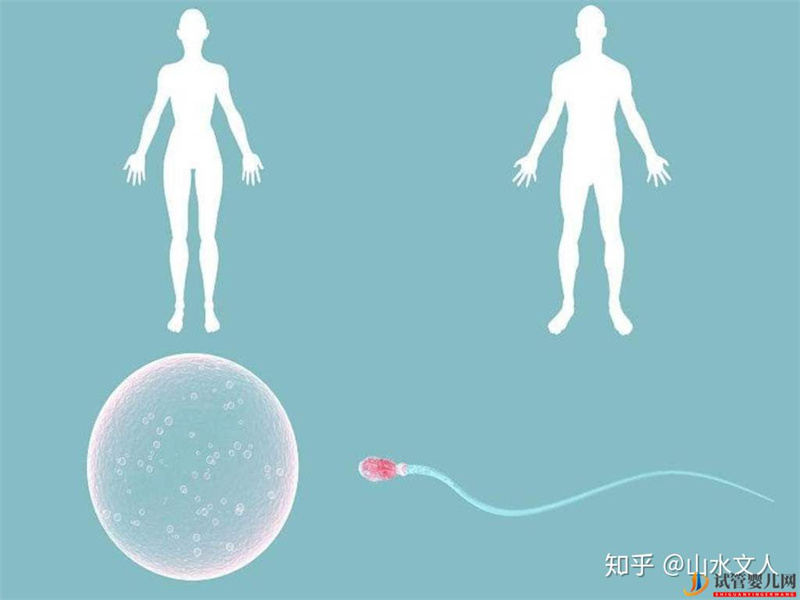 試管嬰兒可以選擇性別嗎(圖2)