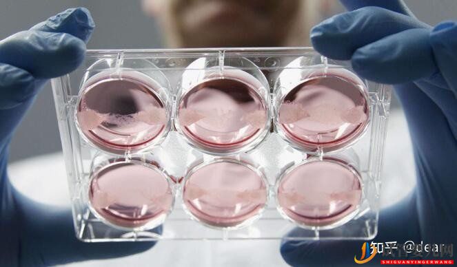 試管嬰兒網:試管移植囊胚成功率多少,如何調理增加成功率(圖5) 試管移植囊胚成功率多少,如何調理增加成功率(圖5)