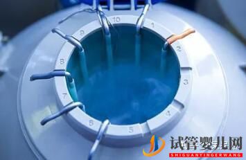 試管過程中影響成功率的關鍵是什么,鮮胚、凍胚(圖1)