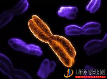 試管過程中影響成功率的關鍵是什么,鮮胚、凍胚(圖3)