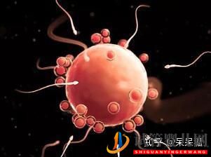 試管過程中影響成功率的關鍵是什么,鮮胚、凍胚(圖5)