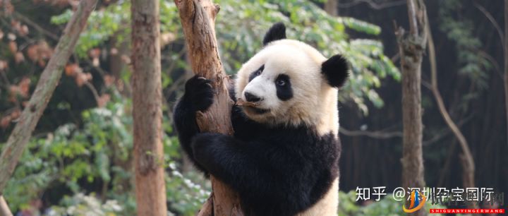 四川試管嬰兒醫院排行榜,費用、成功率介紹(圖7)