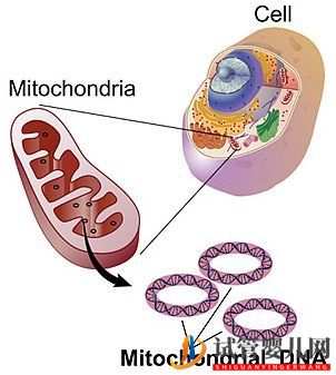 試管嬰兒網:試管嬰兒卵子質量完整指南-卵子質量完整攻略(圖17) 試管嬰兒卵子質量完整指南-卵子質量完整攻略(圖9)