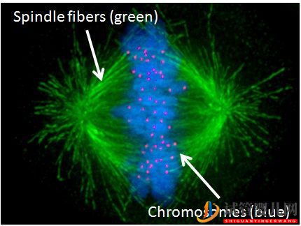試管嬰兒網:試管嬰兒卵子質量完整指南-卵子質量完整攻略(圖19) 試管嬰兒卵子質量完整指南-卵子質量完整攻略(圖10)