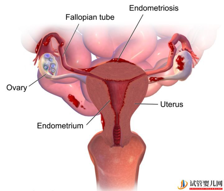 試管嬰兒網:試管嬰兒卵子質量完整指南-卵子質量完整攻略(圖24) 試管嬰兒卵子質量完整指南-卵子質量完整攻略(圖12)