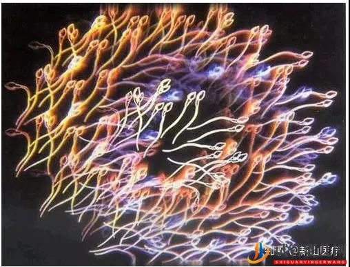 試管嬰兒幾代好一代、二代、三代先辨別清楚(圖3)