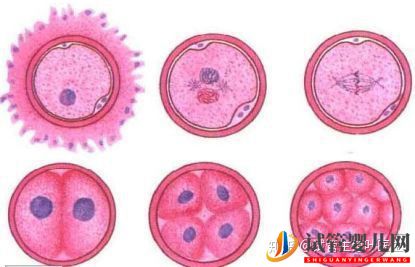 試管嬰兒一代至三代到底有什么樣的區別(圖3)