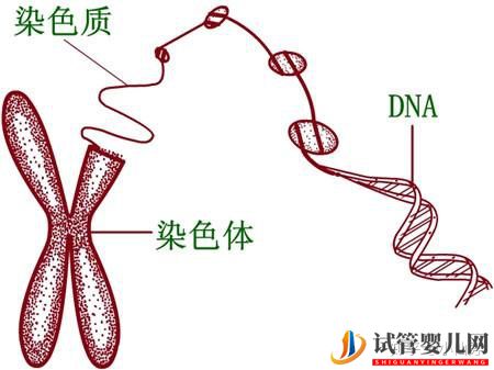 這些性染色體疾病,可以做第三代試管嬰兒(圖2)